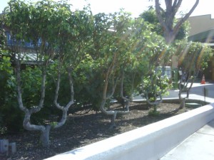 img00067-20090617-1643