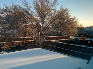 Our back yard after this weeks most recent Texas "Icepocalypse." Its pretty! The beauty of this was a highlight of the week.