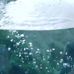 TAOMPH_18 TAOMPH_18