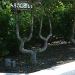 TAOMPH_58 TAOMPH_58