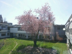 There are lovely things hidden around CERN. This is one of them. Walk by the right window and you might even see it.