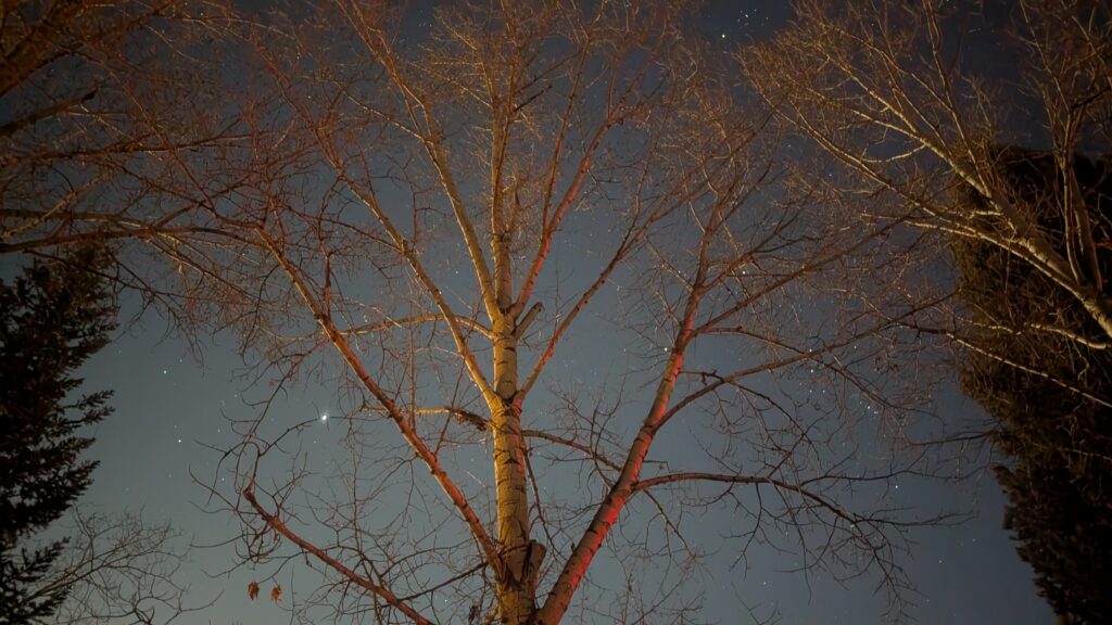 A long-exposure photo of the night sky over Aspen. Stars litter the sky. A tree is in the foreground.